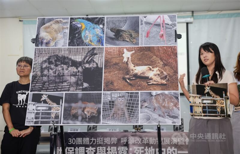 鳥語獸躍召集人林婷憶(右)因調查六福村禽鳥後場違反動物福利遭提告,並被判妨害秘密罪,多個民間團體連署聲援,24日舉行記者會,林婷憶表示,儘管對判決結果感到失望,仍會持續為動物發聲,不讓這些被遺忘的角落淪為動物墳場。中央社記者裴禛攝 114年4月24日