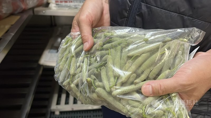 台東「綠金」荖花農曆春節後飆破每公斤千元,接著一路飆漲至今已突破新台幣4000元,卻出現「有行無市」,消費者吃不起,檳榔攤不敢賣。中央社記者盧太城台東攝 114年4月24日