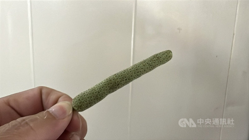 台東「綠金」荖花農曆春節後飆破每公斤千元,接著一路飆漲至今已突破新台幣4000元。業者表示,這是史上第3高天價。中央社記者盧太城台東攝 114年4月24日