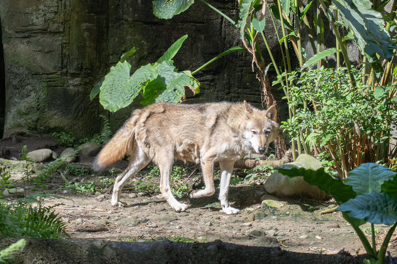 台北市立動物園26日表示,近期許多動物開始進入換毛期,例如灰狼「沃夫」正褪去冬季保暖用的內層毛,所以全身上下不時都掛著毛團。(台北市立動物園提供)中央社記者陳昱婷傳真 114年4月26日
