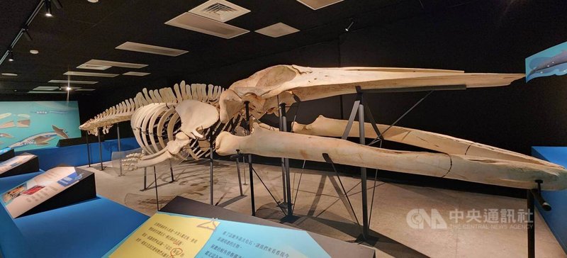 澎湖化石館26日開幕,全新規劃常設展「澎湖水道傳奇」,展出遠洋巨鯨「布氏鯨」等大型動物化石。中央社 114年4月26日