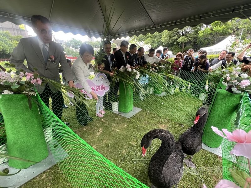 台中市政府表示,秋紅谷2對黑天鵝在市府照料下順利繁衍,如今家族成員已擴增到15隻,為提供更適宜生活空間,28日舉行贈養儀式,市長盧秀燕(左2)親自餵食,讓黑天鵝喫飽飽嫁出去。中央社記者郝雪卿攝 114年4月28日