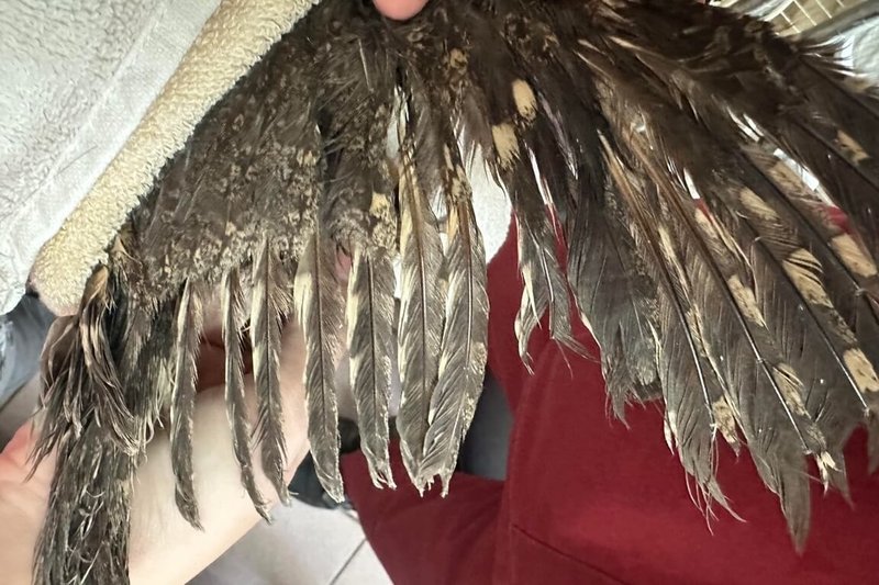 桃園市野鳥學會28日表示,1隻2級保育類領角鴞因接觸防鳥塗料致失去飛行能力,恐需數月療養及接羽手術再評估能否重返天際,呼籲民眾在選擇防鳥方式前,應充分了解產品特性與潛在風險,避免對動物造成傷害。(社團法人桃園市野鳥學會提供)中央社記者吳睿騏桃園傳真 114年4月28日