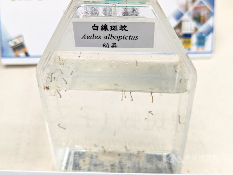 環境部29日舉辦「環境用藥管理與選購」記者會指出,白線斑蚊幼蟲(圖)常孳生於可積水容器,防治主要就是清除孳生源,加強紗窗、蚊帳或穿著長袖及長褲服裝加強防護。中央社記者張雄風攝 114年4月29日
