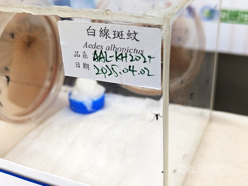 環境部29日舉辦「環境用藥管理與選購」記者會,宣導如何防治常見害蟲,其中白線斑蚊(圖)主要棲息於室外,為登革熱傳播主要病媒蚊之一。中央社記者張雄風攝 114年4月29日