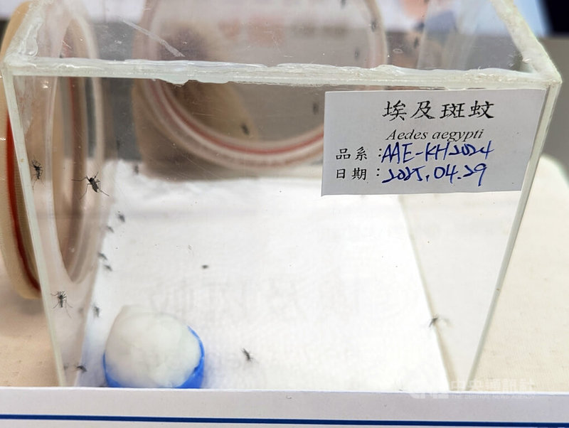 氣候逐漸進入夏季,環境部29日宣導如何防治常見害蟲,埃及斑蚊(圖)為登革熱傳播主要病媒蚊之一,一般棲息於屋內,孳生於可積水容器。中央社記者張雄風攝 114年4月29日
