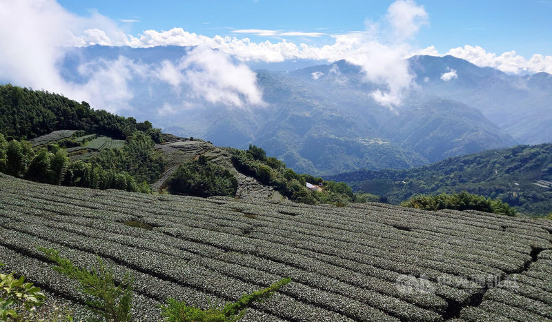 民進黨立委陳冠廷指出,嘉義梅山台3線長期壅塞問題已嚴重影響當地居民生活品質及觀光發展,他將全力推動短期計畫,加速解決交通問題。圖為梅山鄉龍眼村1234觀景台茶園、山巒美景。中央社記者蔡智明攝 114年4月29日