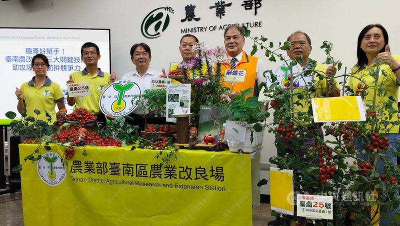 農業部台南區農業改良場29日舉行記者會,介紹新研發的「台南25號」小番茄,該品種具耐高溫特性,適合台灣3至5月春作栽培環境,農民可依需求調配栽種期,未來民眾可多1到2個月能吃到小番茄。中央社記者汪淑芬攝 114年4月29日