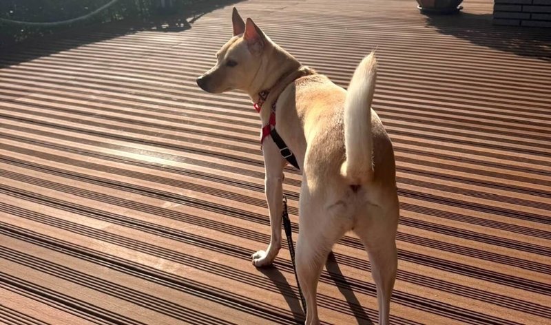苗栗縣風姓男子飼養的犬隻未依規定注射狂犬病疫苗,遭縣府開罰新台幣3萬元卻未繳納,經法務部行政執行署新竹分署傳繳,風男才自行前往辦理分期,申請每月繳納3000元。圖非當事犬隻。(行政執行署新竹分署提供)中央社記者魯鋼駿傳真 114年4月30日