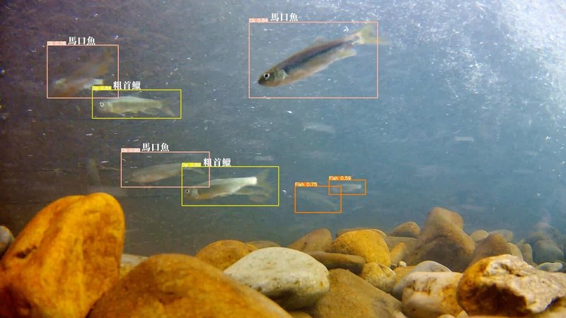 台電研發導入「AI生物辨識」技術,透過專業人員進行生物辨識標記及建立影像資料庫,更即時且全面地掌握魚道利用成效。(台電提供)中央社記者曾智怡傳真 114年4月30日