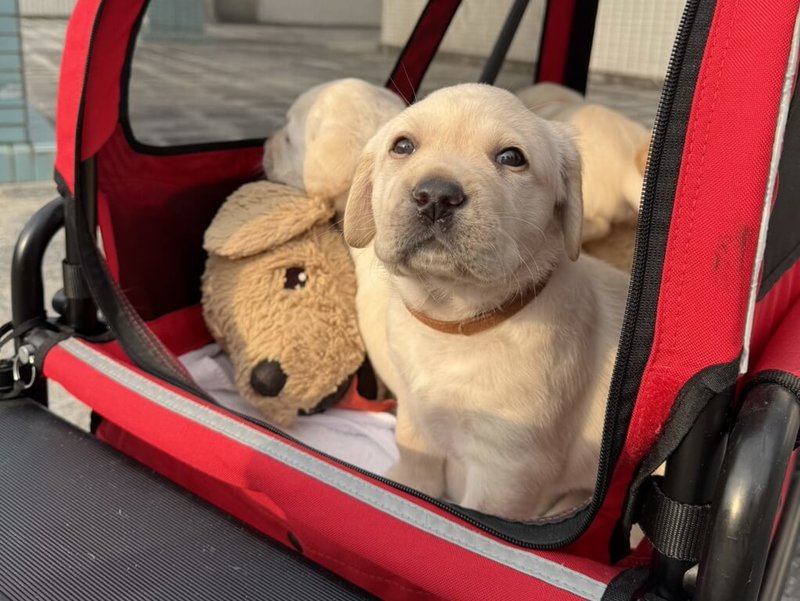 惠光導盲犬學校日前喜迎單胎10隻拉布拉多幼犬,是惠光成立以來單胎幼犬數最多紀錄;10隻小狗已於4月30日及5月1日送往寄養家庭,將歷經1年的社會化訓練與基礎生活習慣養成,以適應人類社會環境。(惠光導盲犬學校提供)中央社記者黃旭昇新北市傳真 114年5月1日