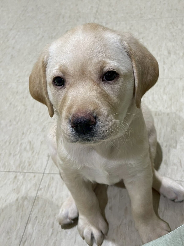 惠光導盲犬學校6公4母共10隻拉布拉多幼犬已在4月30日及5月1日陸續送往寄養家庭,展開社會化訓練,盼為人類擔任「開路天使」。圖為其中一隻名為Choya的雌性幼犬。(惠光導盲犬學校提供)中央社記者黃旭昇新北市傳真 114年5月1日