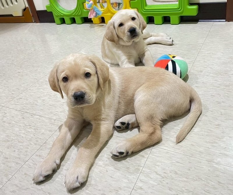 惠光導盲犬學校於4月30日及5月1日已順利將校內10隻同胎所出的拉布拉多幼犬送往各地寄養家庭,進行社會化訓練。圖前其中一隻名為Coconut的雄性幼犬。(惠光導盲犬學校提供)中央社記者黃旭昇新北市傳真 114年5月1日