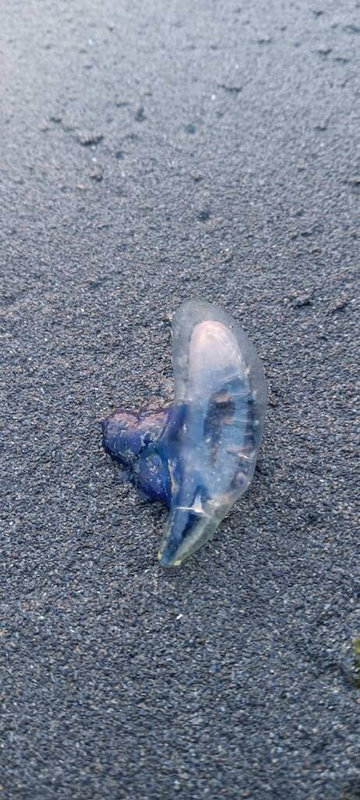 高雄西子灣近日被發現有數隻疑為僧帽水母的生物,高雄市海洋局緊急貼出警示公告,提醒民眾僧帽水母帶有劇毒、切勿觸碰,並避免靠近水域。(高雄市海洋局提供)中央社記者林巧璉傳真 114年5月3日