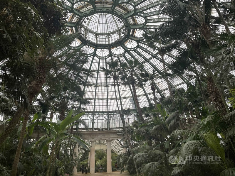 比利時皇家拉肯溫室裡第一座建築「冬季花園」歷史約150年,種了許多亞熱帶植物。國王菲力普4月末在這裡高達30公尺的大穹頂下接待近200名國內外記者。中央社記者田習如布魯塞爾攝 114年5月4日