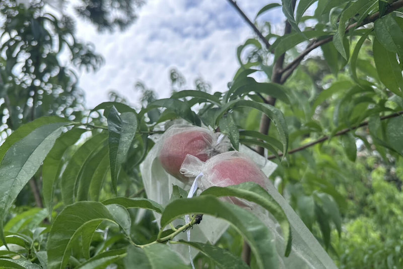 台南山上花園水道博物館約3年前在園區內種植平地水蜜桃,近日首度結果收成,枝頭上出現許多果實。(台南市文化局提供)中央社記者楊思瑞台南傳真 114年5月4日