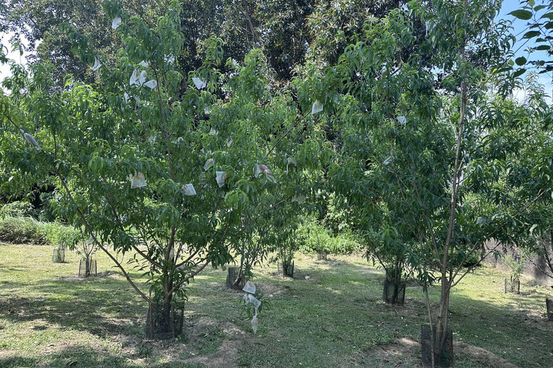 台南山上花園水道博物館約3年前在園區內種植平地水蜜桃,近日首度結果收成,為園區生態多樣性增添亮點。(台南市文化局提供)中央社記者楊思瑞台南傳真 114年5月4日