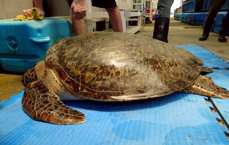一隻保育綠蠵母龜3日晚間被遊客發現擱淺七美西海岸消波塊間,經救援暫留在水試所澎湖海龜救護收容研究中心進行檢測觀察,若狀況良好,將盡速野放。(水試所澎湖漁業生物研究中心提供)中央社 114年5月4日