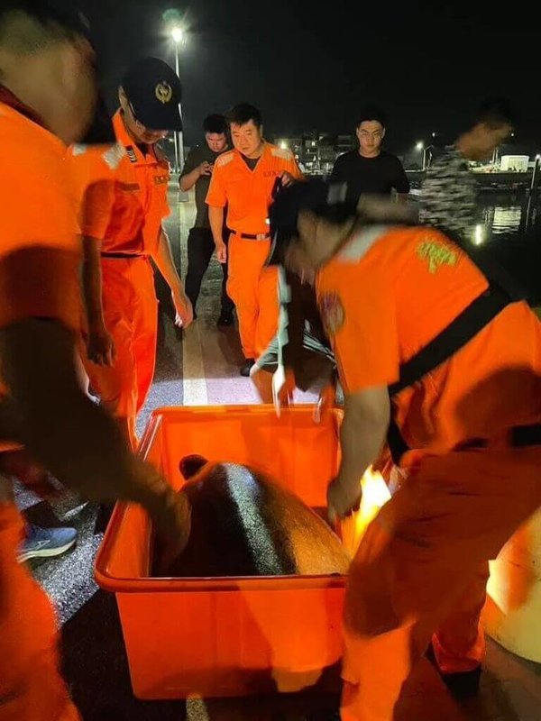 一隻保育綠蠵母龜3日晚間被遊客發現擱淺七美西海岸消波塊間,岸巡七美安檢所與民眾等合力將海龜救上岸,安置在大水桶內,4日上午由專船送往水產試驗所澎湖海龜救護收容研究中心觀察。(陳正達提供)中央社 114年5月4日