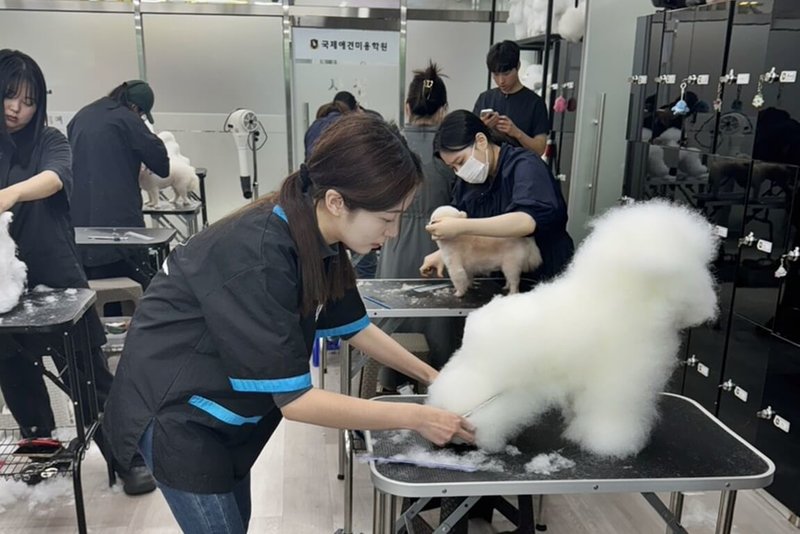 弘光科技大學動保系學生陳毓璇日前到韓國參加「2025年第4屆韓國寵物藝術文化美容大賽」,獲得A級賽第2名。(弘光科大提供)中央社記者趙麗妍傳真 114年5月5日