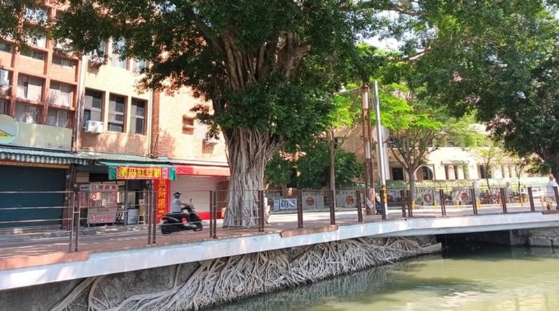 高雄蓮池潭春秋閣北側一株榕樹因樹根盤據護岸的奇景引矚目，但樹根外露的景致隨著5月中配合市府的蓮池潭風景區環境營造工程將劃下句點，盼提升步行安全與舒適性。（高雄市觀光局提供）中央社記者蔡孟妤傳真  114年5月5日