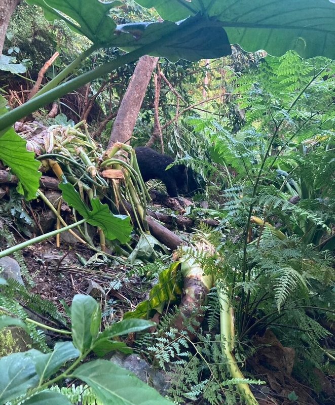 林保署台東分署5日接獲卑南鄉下賓朗部落族人通報,在斑鳩地區林地發現台灣黑熊受困套索。隨即前往救援。圖為黑熊受困套索陷阱現場狀況,黑熊被救送醫後仍不治。(林業及自然保育署台東分署提供)中央社記者李先鳳傳真 114年5月5日