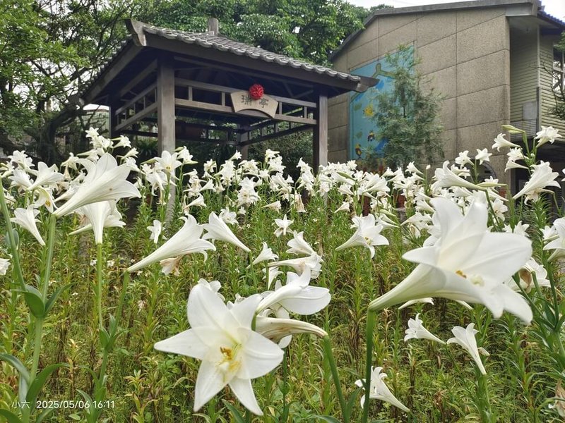新北市瑞芳區瑞亭國小6日表示,校內鐵砲百合花海齊發(圖),學校鄰近四腳亭炮台遺址,許多健行遊客途經瑞亭國小,都被這片雪白「天使的號角」百合花海吸引。(瑞亭國小教務主任劉員池提供)中央社記者黃旭昇新北傳真 114年5月6日