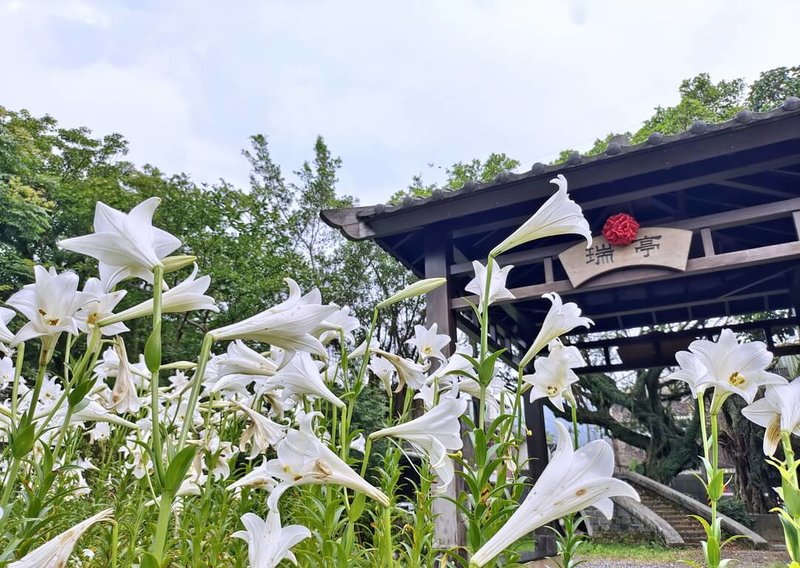 新北市瑞芳區瑞亭國小6日表示,校內鐵砲百合花海齊發(圖),學校集中復育,也作為生態教育的主題,校內的涼亭「瑞亭」前,近日盛開,一片雪白。(瑞亭國小教務主任劉員池提供)中央社記者黃旭昇新北傳真 114年5月6日