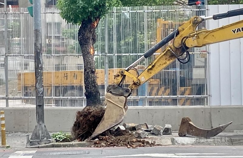 新北市中和區「德穗安居」社會住宅工程6日移除莒光路19株人行道路樹,小型怪手以尖嘴工具插入樹坑,將整棵樹刨根後,由吊車移置工區內。中央社記者黃旭昇新北市攝 114年5月6日