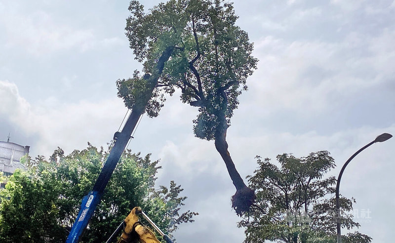 交通部公路局公路人員訓練中心駕訓場移交財政部國產署接管後,將興建社會住宅「德穗安居」,位於中和區莒光路的工地6日下午進行移除路樹工程。中央社記者黃旭昇新北市攝 114年5月6日