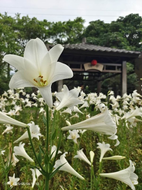 新北市瑞芳區瑞亭國小6日表示,校內鐵砲百合花海齊發(圖),花況正好,吸引許多健行的國內外遊客駐足欣賞「天使的號角」。(瑞亭國小教務主任劉員池提供)中央社記者黃旭昇新北傳真 114年5月6日