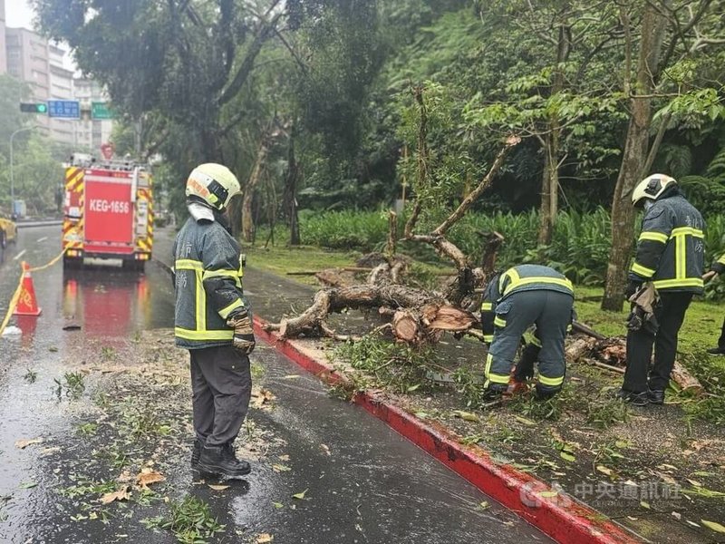 台北市辛亥隧道出口附近7日中午發生路樹傾倒事件,台北市消防局獲報到場處理,幸無人受傷。(翻攝照片)中央社記者黃麗芸傳真 114年5月7日