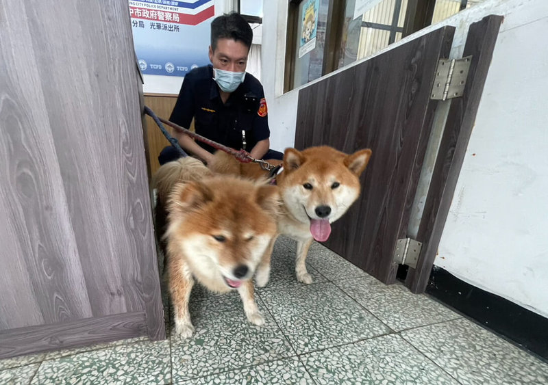 台中市2隻柴犬偷遛外出,跳上停等紅燈的女大生機車,趕著上課的女大生只好將2犬載到派出所,警方協助聯繫飼主將狗領回。(警方提供)中央社記者趙麗妍傳真 114年5月7日