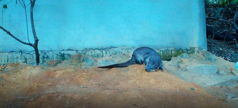 金門縣野生動物救援暨保育協會將與金門縣政府等單位合作舉辦歐亞水獺保育研討會,為目前僅於金門有較穩定族群的歐亞水獺發聲,倡導更多保育行動。(金門縣野生動物救援暨保育協會提供)中央社記者吳玟嶸傳真 114年5月8日