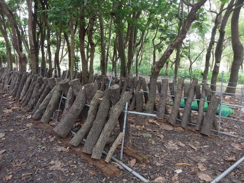 租用國有林地不只能種樹，也能從事林下經濟，如生產段木香菇（圖）、木耳、森林蜂產品、台灣金線連等。農業部林業及自然保育署南投分署9日在埔里工作站舉辦「林下經濟輔導計畫說明會」，協助國有林地承租人提升林地利用效益、拓展多元經營機會。（林業及自然保育署南投分署提供）中央社記者蕭博陽南投縣傳真  114年5月9日