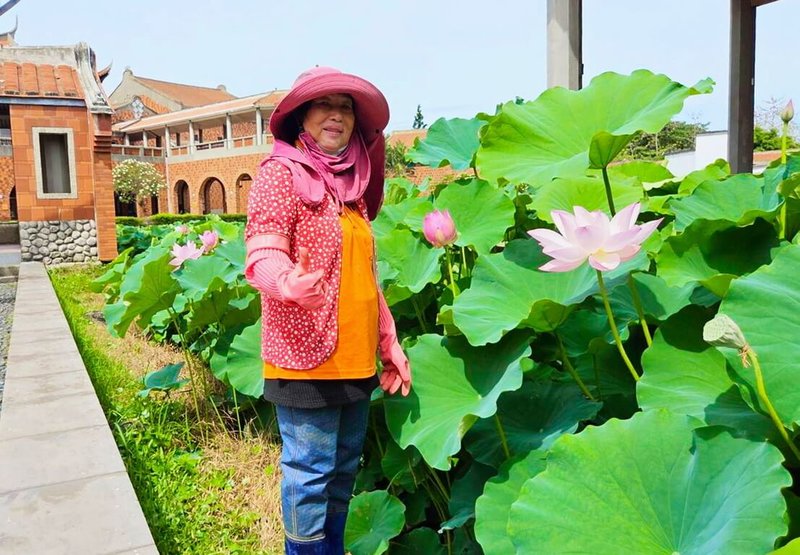 嘉義縣表演藝術中心占地3公頃的荷花池近年開得稀疏,藕農鄧素玉(圖)展現專業技能,移除入侵植物、補植藕根、抽水施肥,並以藥物抑制病蟲害後,讓荷花池再現生機。(民眾邱嘉琪提供)中央社記者蔡智明傳真 114年5月9日
