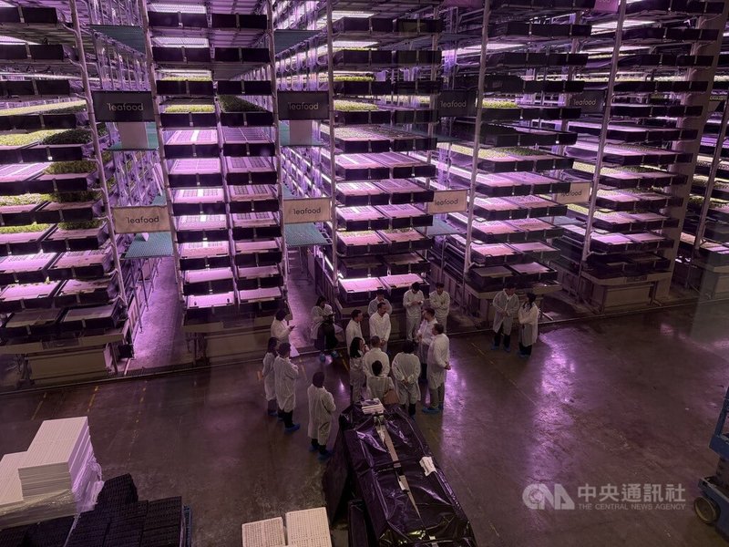 Leafood公司是全歐洲規模最大的垂直農場,總種植面積達4000平方公尺。蔡英文換上無塵衣,在源鮮公司董事長蔡文清與Leafood創辦人兼執行長戚文斯卡斯的介紹下,近距離觀察水耕蔬菜的種植與技術應用。中央社記者遊堯茹維爾紐斯攝 114年5月11日