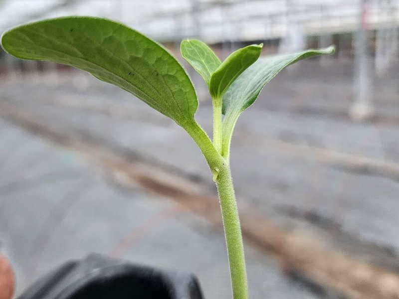 屏東縣佳冬鄉稱為西瓜原鄉,嫁接西瓜苗技術全台聞名,產量全台第一,農民大多以南瓜苗嫁接西瓜苗。(佳冬鄉公所提供)中央社記者黃郁菁傳真 114年5月12日