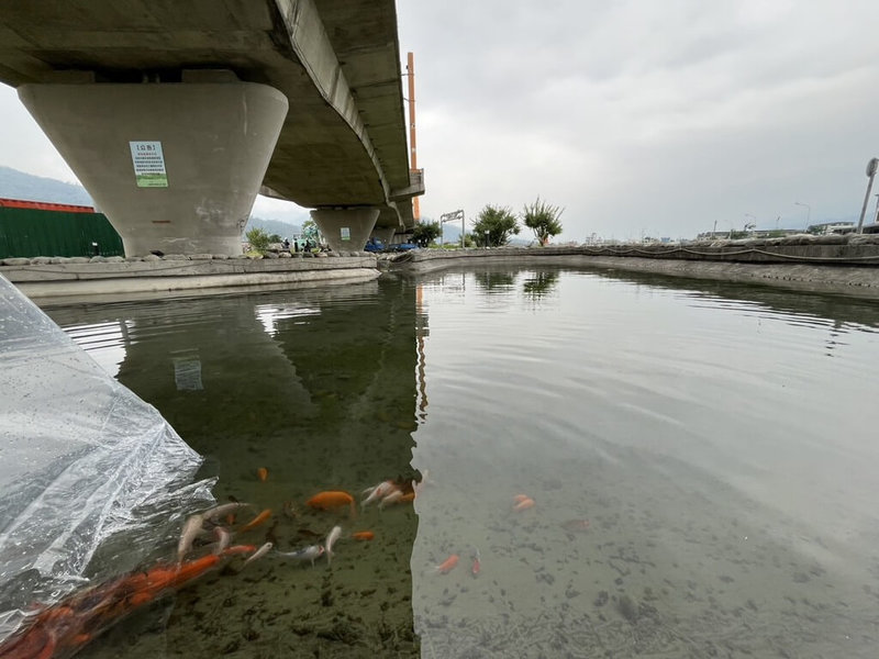 花蓮縣玉里鎮公所日前在親水公園放養錦鯉及紅尼羅魚,引起多方人士擔憂外來種反而容易破壞生態環境;有魚類生態專家12日指出,以生態角度來看,這兩種魚類在野外放養不適合。(玉里鎮公所提供)中央社記者李先鳳傳真 114年5月12日