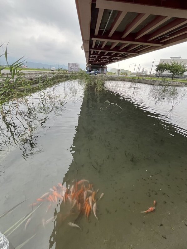花蓮縣玉里鎮公所日前在源城虹橋底下的親水公園放養150尾錦鯉與紅尼羅魚,並貼上官方社群公開分享,但卻被許多網友譏諷是「用外來種提升生物多樣性」。(玉里鎮公所提供)中央社記者李先鳳傳真 114年5月12日