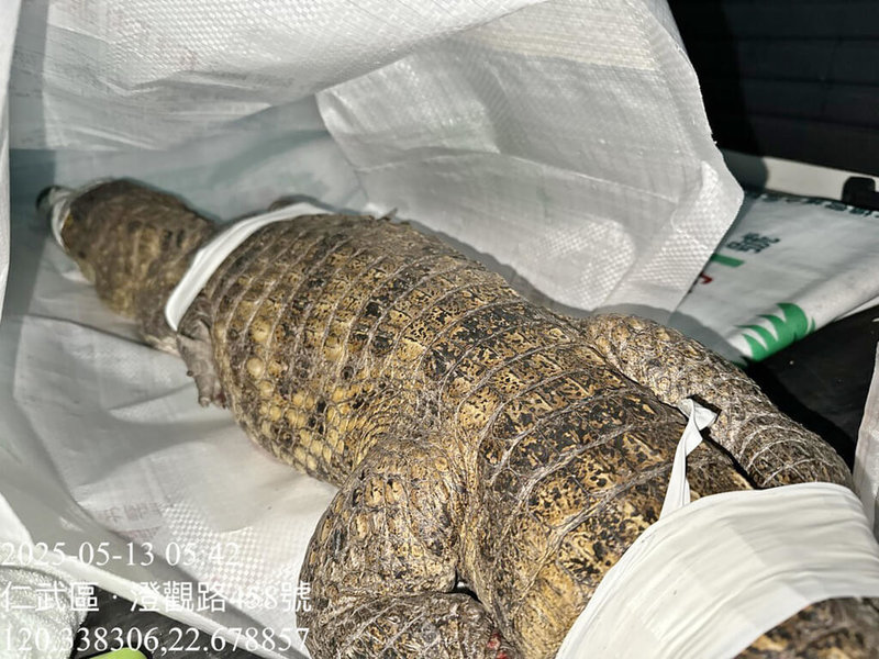 高雄有民眾13日在仁武區澄觀路口發現一隻大鱷魚,市府農業局獲報後派員到場捕捉。(高雄市農業局提供)中央社記者蔡孟妤傳真 114年5月13日