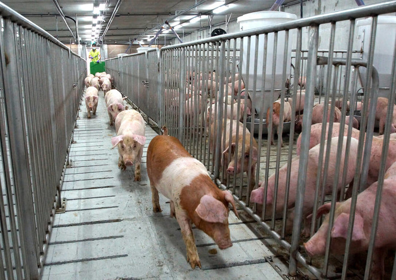 台糖表示,未來將再深化AI與業務結合,逐步拓展至養豬管理。(台糖提供)中央社記者曾智怡傳真 114年5月13日