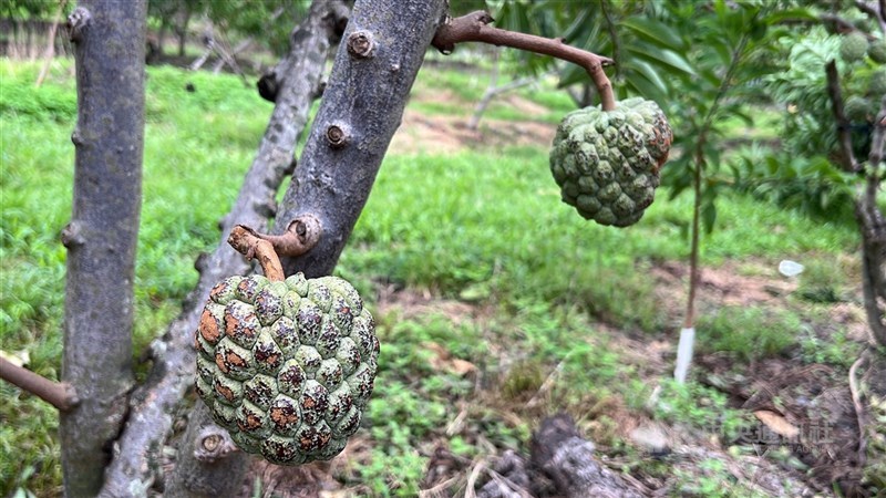 113年颱風康芮等侵襲台東縣,造成釋迦產量減損。農業部已啟動釋迦收入保險理賠程序,投保農民1786人全獲理賠,金額新台幣3.73億元。(中央社檔案照片)