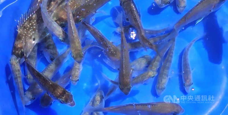 台電公司與澎湖縣政府響應國際生物多樣性日(5月22日),13日聯手在龍門等海域放流魚苗,盼達到豐裕海洋資源目標。中央社 114年5月13日