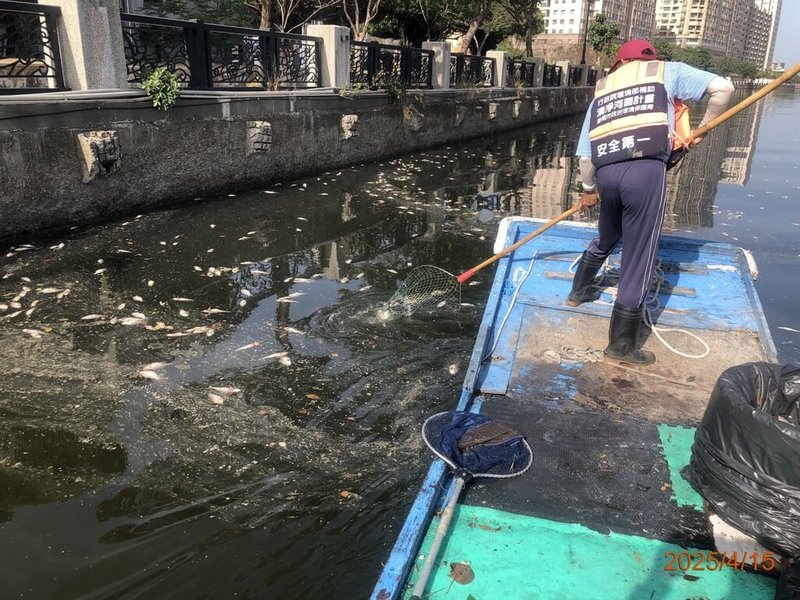 溫差變化,水中溶氧度下降,台南運河偶見成群魚屍,114年截至5月中旬,台南運河已清除10公噸死魚。(台南市政府提供)中央社記者張榮祥台南傳真 114年5月14日