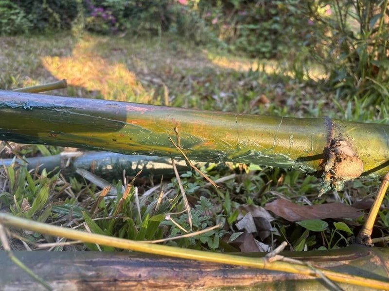 高雄市衛武營都會公園月初有一隻稀有過境鳥赤翡翠現蹤,有鳥友13日發現赤翡翠棲息的一根竹枝遭人塗抹油狀液體,經通報市府已砍除此竹枝。(高雄市野鳥學會提供)中央社記者林巧璉傳真 114年5月14日