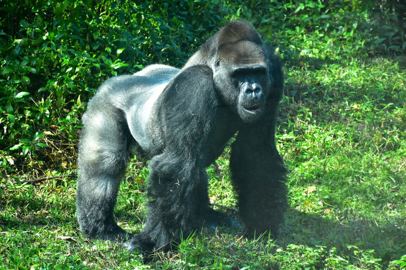 台北市立動物園14日表示,40歲大猩猩「寶寶」是台灣人工哺育成功的低地大猩猩,13日在荷蘭靈長類公園安樂死辭世。(台北市立動物園提供)中央社記者楊淑閔傳真 114年5月14日
