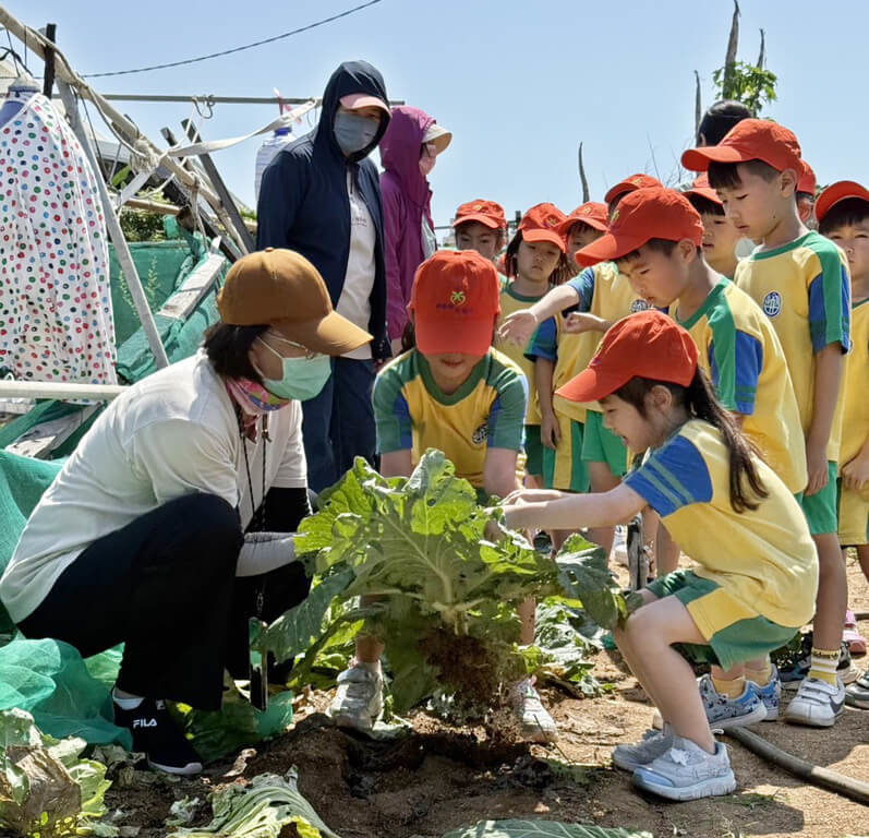 澎湖湖西鄉立幼兒園的小朋友，14日變成小農民下田採收高麗菜與洋蔥，實地體驗菜農耕作的辛苦，蔡姓菜農還提供炸番薯給小朋友品嚐，感受田園的樂趣，每位小朋友收獲滿滿。（澎湖湖西鄉公所提供）  中央社    114年5月14日