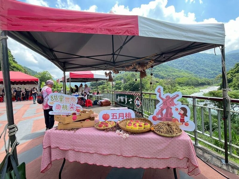 新竹縣尖石鄉公所15日表示,玉峰村山林間的五月桃正值產季,約有16公頃果園迎豐收,為協助農民促銷,17日將舉辦五月桃晚會。(尖石鄉公所提供)中央社記者郭宣彣傳真  114年5月15日