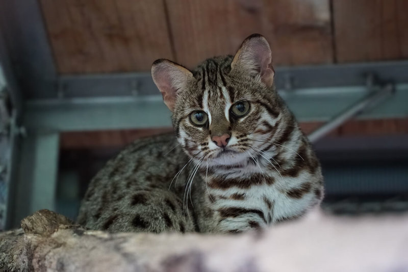 台北市立動物園邀民眾為石虎媽「春捲」所誕下2隻雌性石虎寶寶「雙姝捲」正式命名,15日在臉書揭曉結果,將分別取名為「捲心蛋」與「捲心糕」。(台北市立動物園提供)中央社記者楊淑閔傳真 114年5月15日